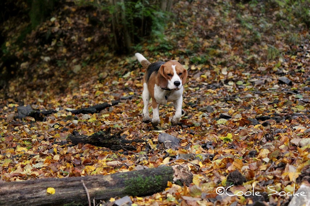 [IMG_5411%255B3%255D.jpg]