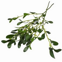 mistletoe.jpg