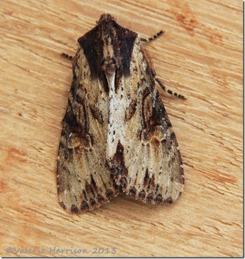 clouded-bordered-brindle