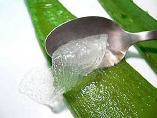 aloe_vera_suc aloe_vera_suc