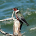 Lewis.woodpecker.dscn2194