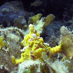 Frogfish (Cabilao)