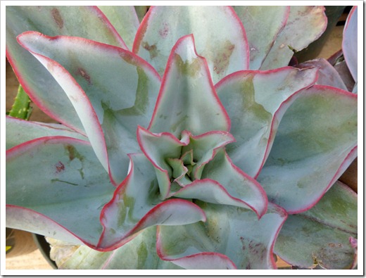 120303_GreenAcresFolsom_Echeveria-subrigida