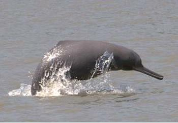 The Ganges River dolphin, known as shushuk in Bangladesh. BCDP / WCS