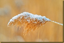 Phragmite Seed Head in Snow