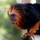Golden-headed lion tamarin