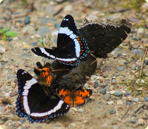 Mourning Cloak, White Admiral, and Northern Crescent