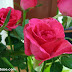 Long-stem pink roses