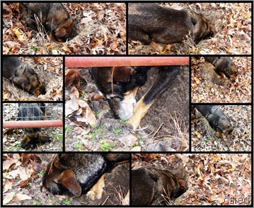 detecting dogs detecting dogs