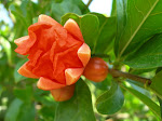 Fleur de grenadier sauvage