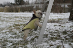 I'll just climb this ladder up into the tree and say, I'll just climb this ladder up into the tree and say,