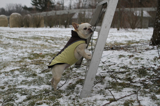 I'll just climb this ladder up into the tree and say, I'll just climb this ladder up into the tree and say,