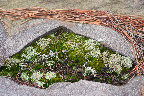 Moss and Lichens.jpg