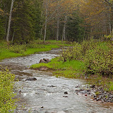 Small Creek in the Rain / On the edge of the Porcupine Mountains State Park / Upper Mi.