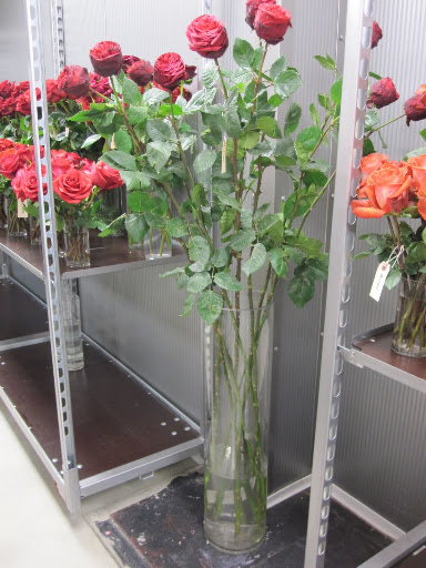 Take a look at the long stems on these roses! They are almost as tall as Blog Editor Cayla Rasi (she is 5'3