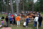 Lojsta Hed 26 juli 2010