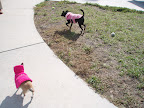 Malina's rescued cousin Daisy also likes to sport pink outerwear!