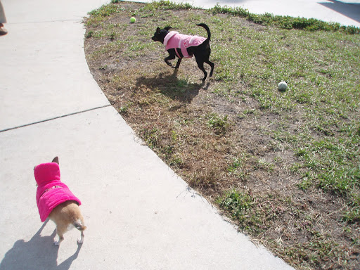 Malina's rescued cousin Daisy also likes to sport pink outerwear!