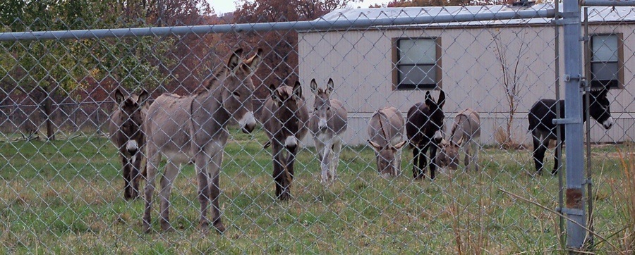 [donkey1%255B2%255D.jpg]