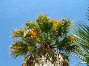 The blue desert sky gives a nice contrast to this palm.
