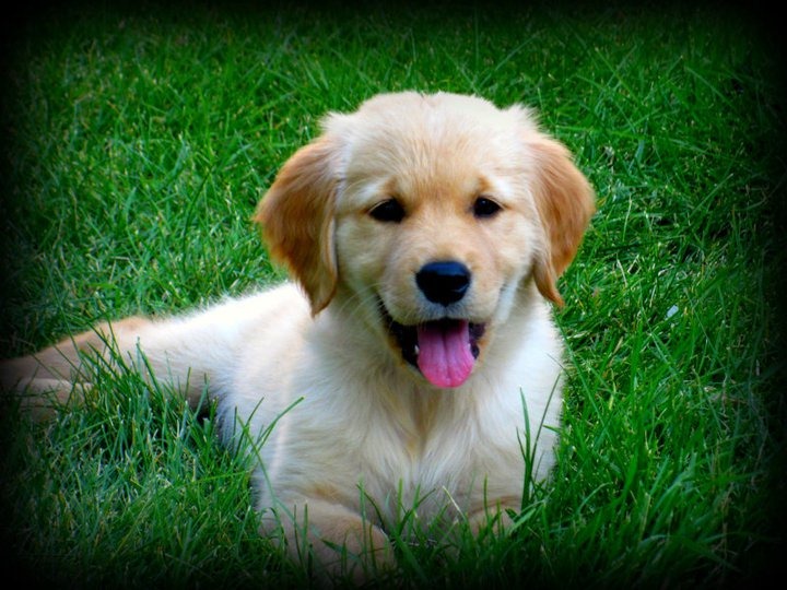 [Golden%2520Retriever%255B2%255D.jpg]