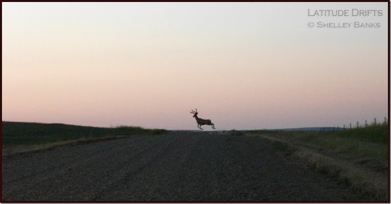 Male mule deer in Grasslands - photo by Shelley Banks