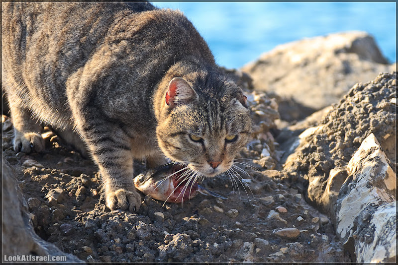 Тель Авивский морской кот (foto il  фото тель авив моря и океаны братья наши  20111216 ta sea cat 010 3226)
