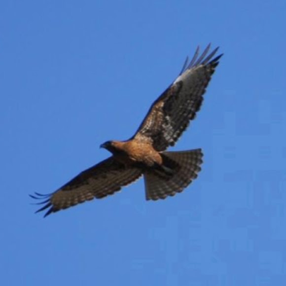 Spotting Image 1