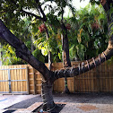 Mango Tree