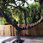 Mango Tree