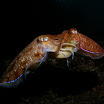 201209 Ko Haa-168.jpg