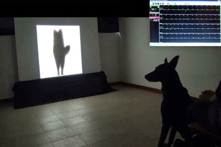Cauda de cão Cauda de cão
