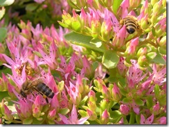 včely na květech 026