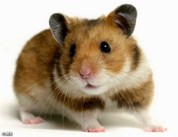 7- Hamster 7- Hamster