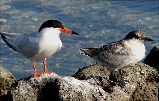 North American roseate tern (Sterna dougallii dougallii), a migratory coastal seabird, is threatened by rising sea levels caused by global warming. Photo: U.S. Fish and Wildlife Service