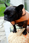 Especially this witchy-warty pumpkin!