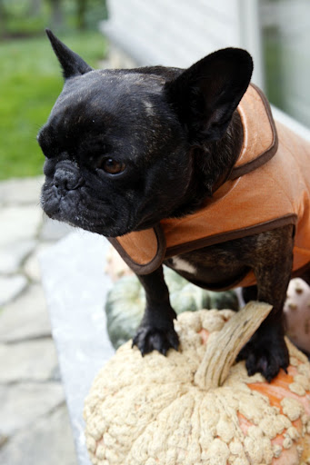 Especially this witchy-warty pumpkin!