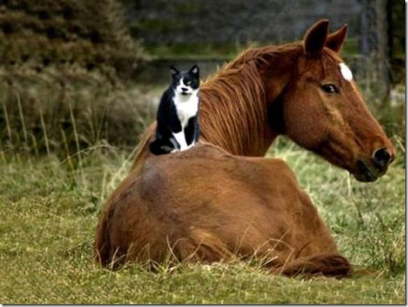animales (7) animales (7)