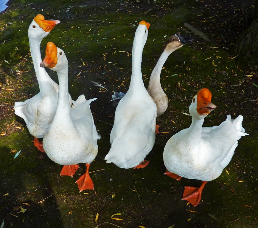 [geese%255B8%255D.jpg]