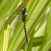 Darner.dscn4062