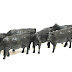 Object: 20770 - 8 Koeien - 10 x 77 cm - € 4950,= Object: 20770 - 8 Koeien - 10 x 77 cm - € 4950,=