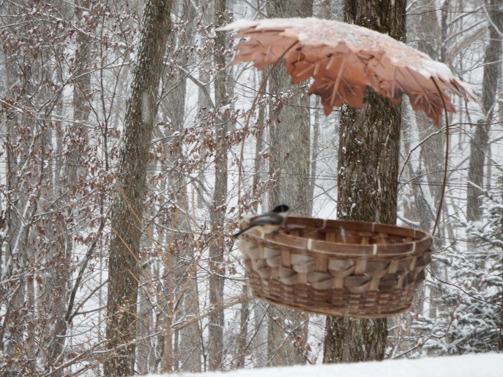 [bird%2520feeder%2520basket%2520attracts%2520its%2520first%2520visitor%2520a%2520chickadee%2520but%2520out%2520of%2520focus%255B6%255D.jpg]
