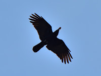 DSC_7509.jpg