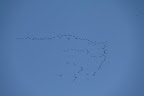 Kraanvogels? op weg naar het zuiden