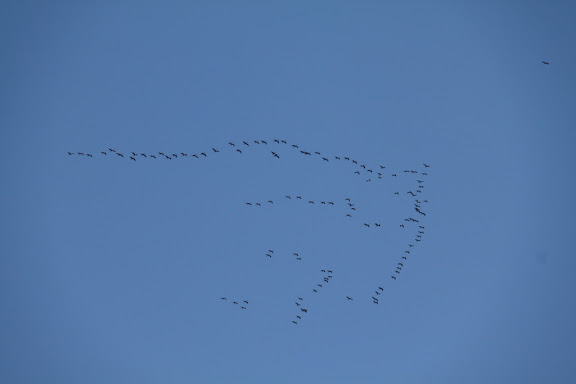 Kraanvogels? op weg naar het zuiden