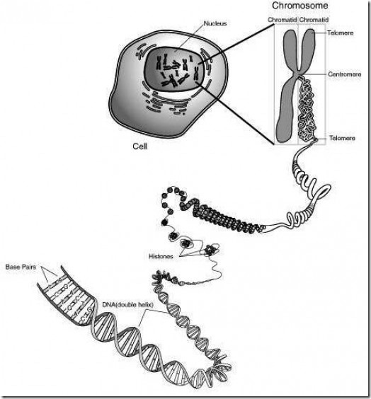 eukaryotic chromosome ultra structure