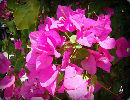 DSC00669H9bBW DSC00669H9bBW
