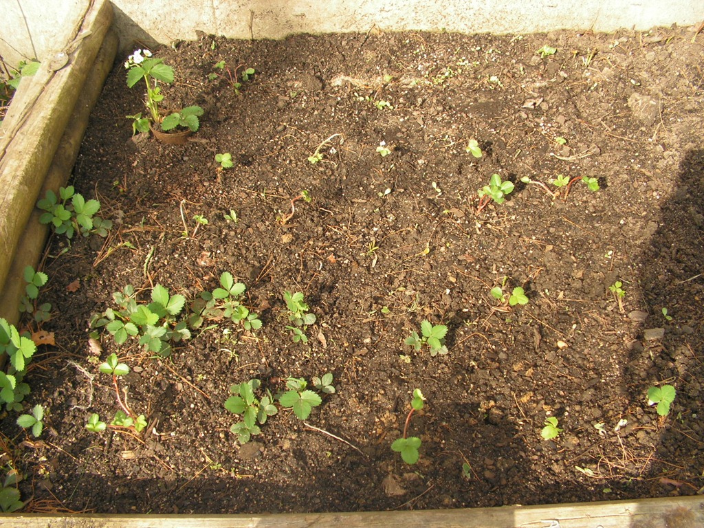 [yard%25202012%2520013%255B3%255D.jpg]