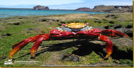 Foto Galapagos Granchio Rosso Foto Galapagos Granchio Rosso