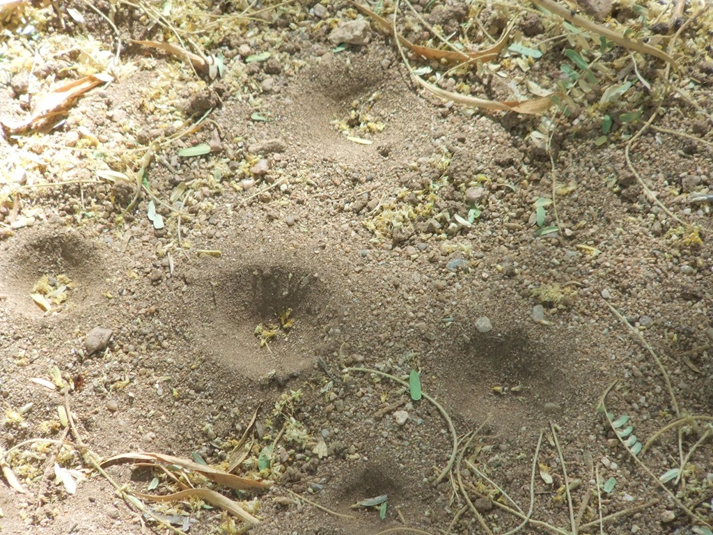[Ant-lion-holes-better-6-24-2013-9-36%255B2%255D.jpg]